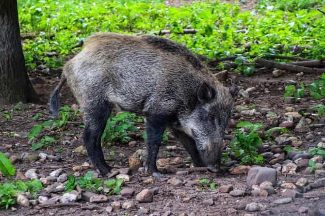 cinghiale