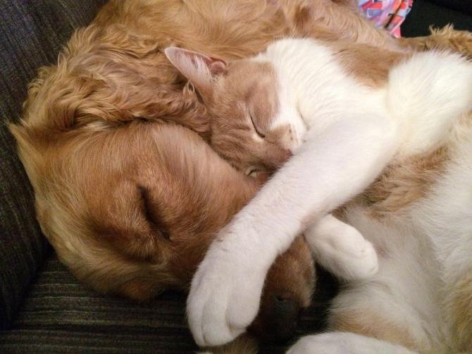 Cane e gatto
