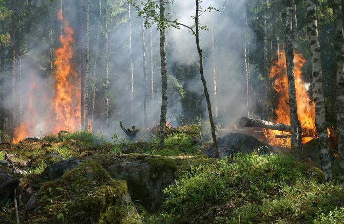 incendio boschivo