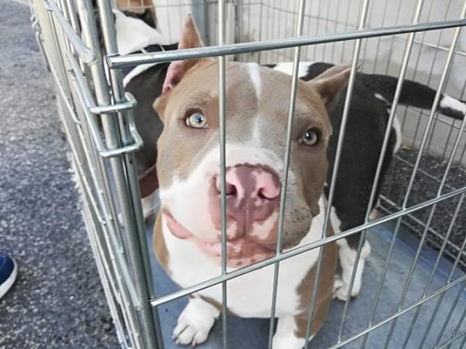 American Bully