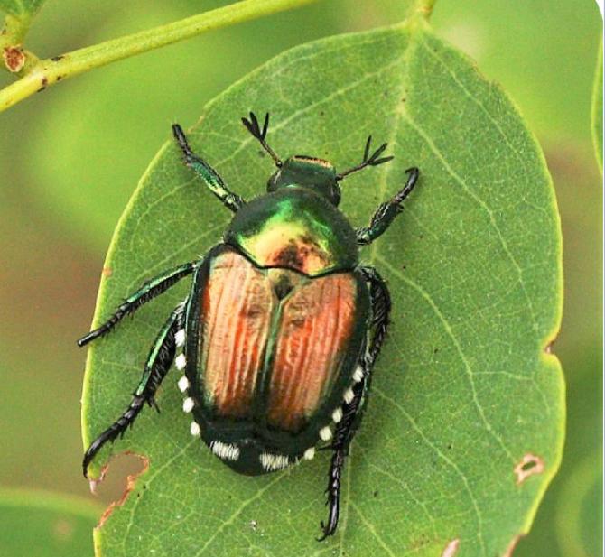 Popillia Japonica