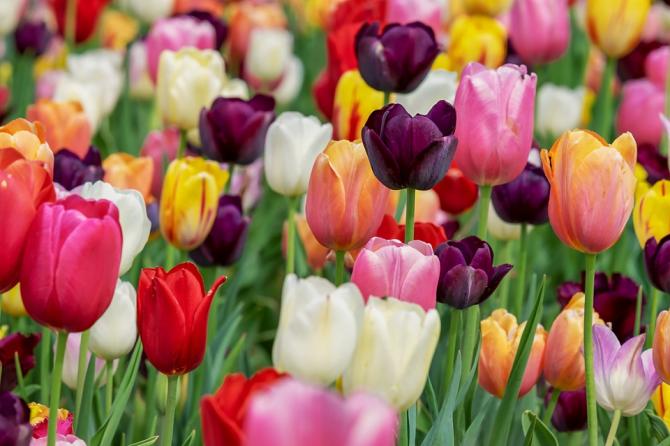 Tulipani