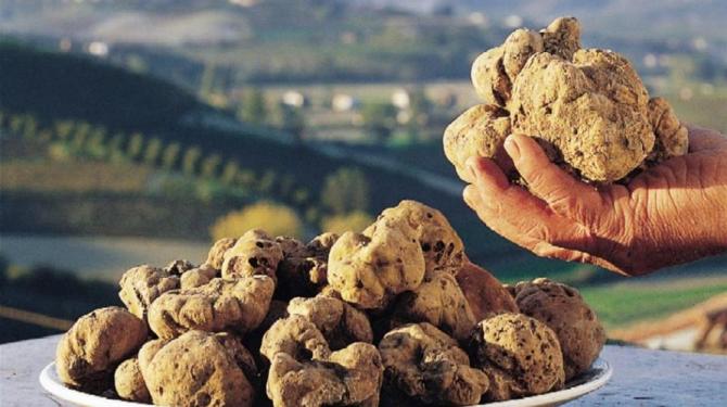 Tartufo bianco