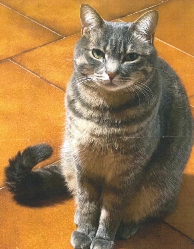 La gatta Tati