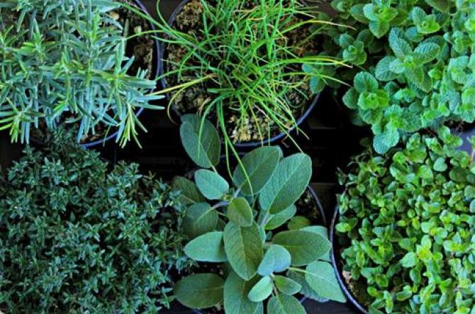 erbe aromatiche