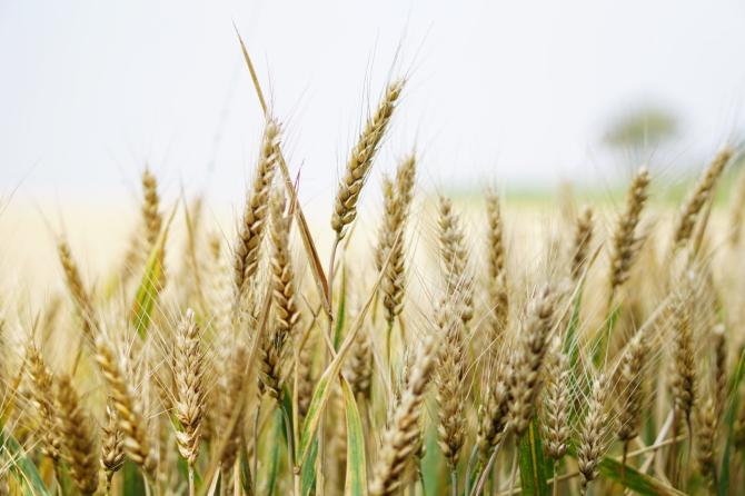 grano