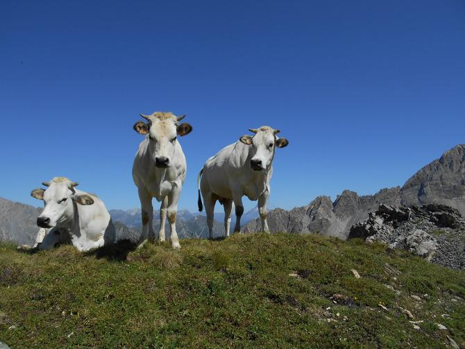 Razza bovina piemontese