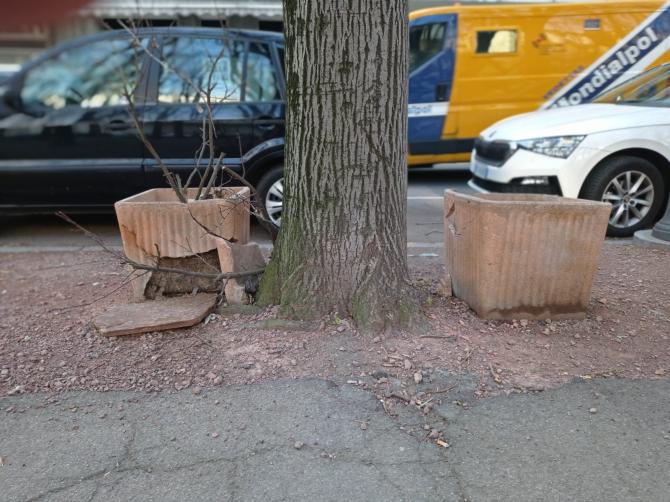 "Vasi rotti e piante secche in viale Rimembranza"