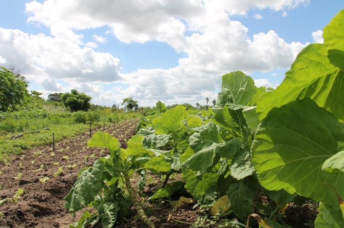 Agricoltura