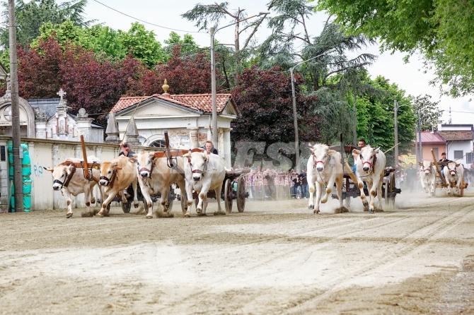 Asigliano corsa dei buoi