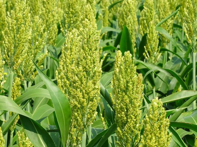 Sorgo