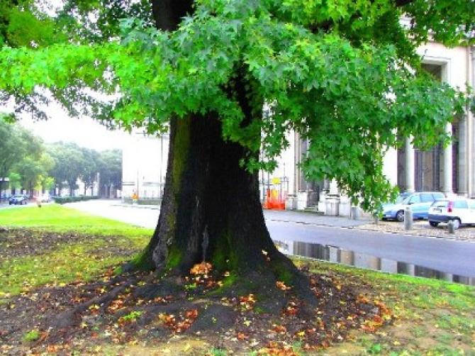 albero monumentale Vercelli