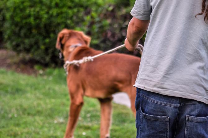 Cane dog sitter