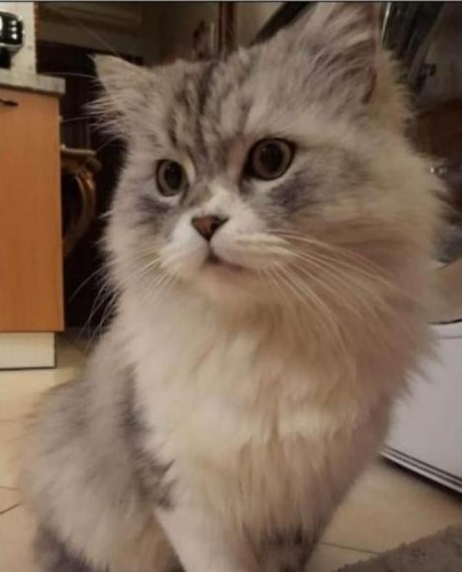 Puffi