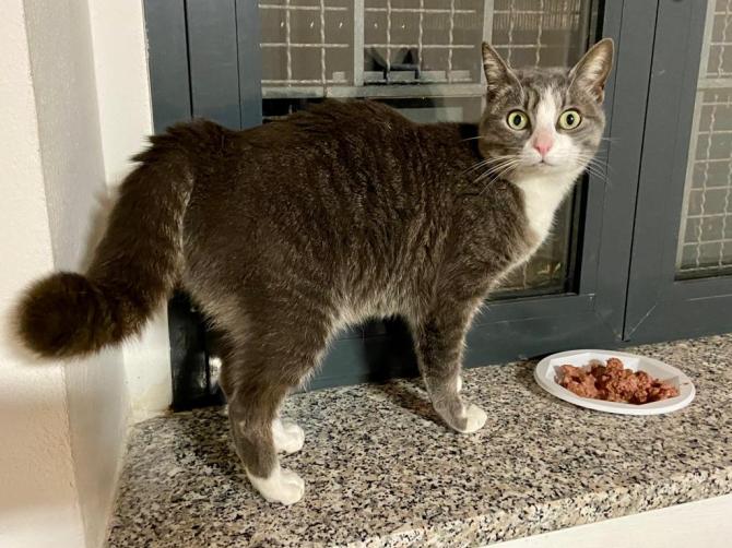 gatto smarrito