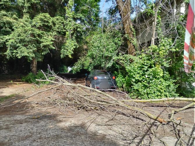 Vercelli: crolla un altro albero