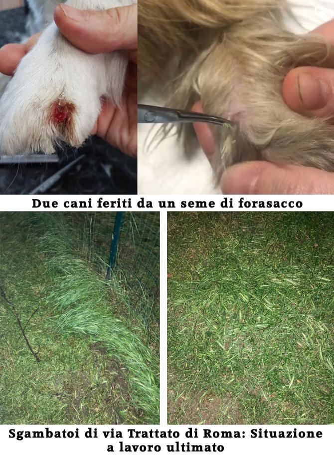 Forasacchi