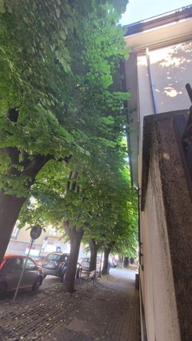 Manutenzione verde Vercelli