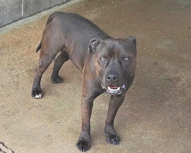 Il pitbull Aci