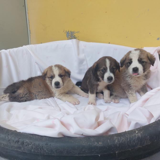 Cuccioli Tortona
