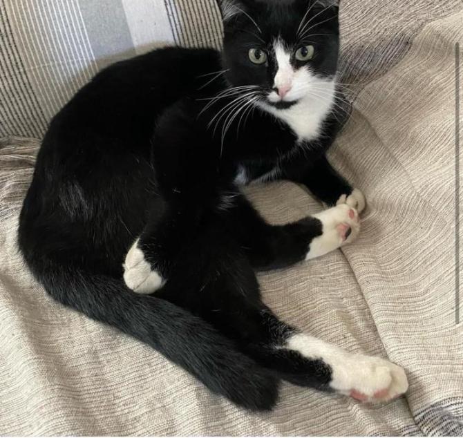 Gatto Rick