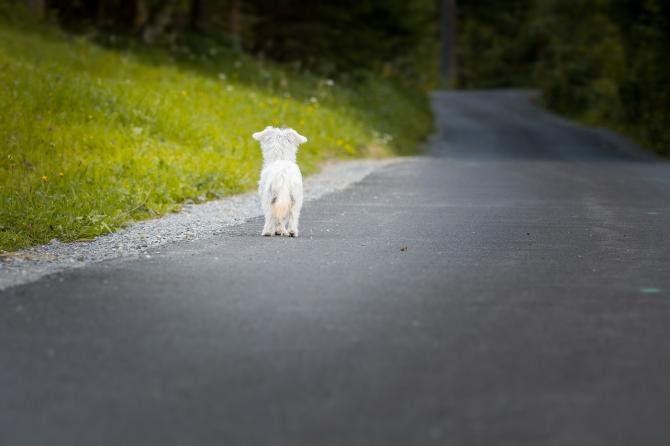 Animale abbandonato
