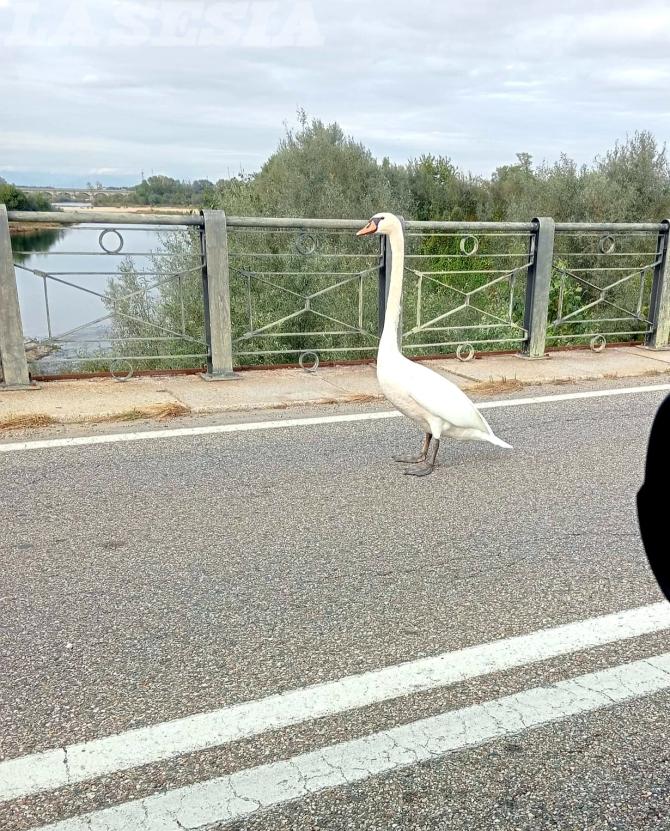 Cigno ponte Sesia