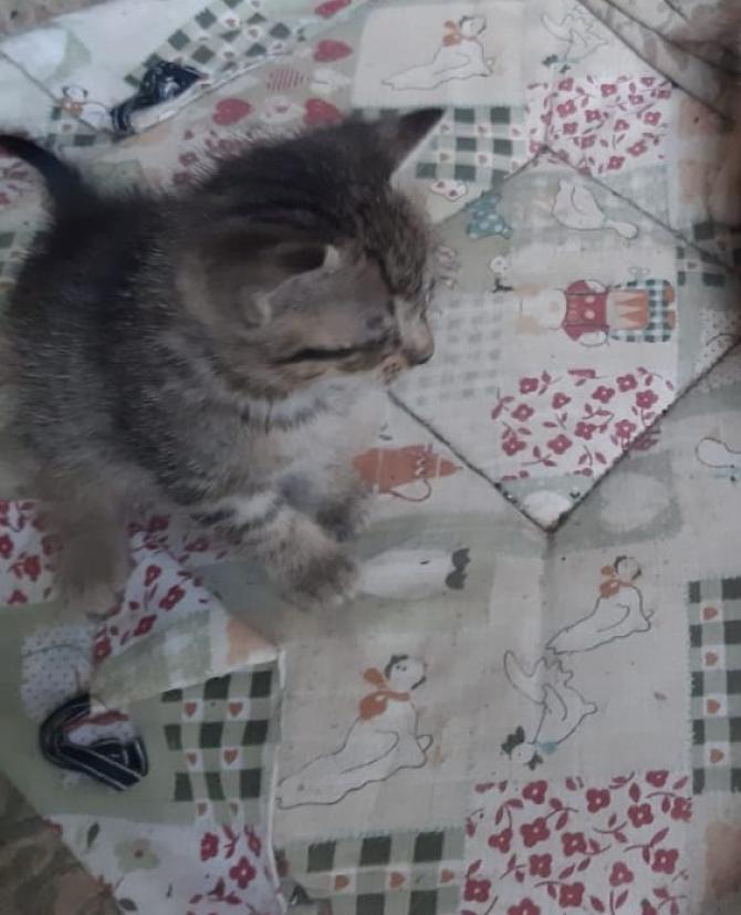 gattino in adozione