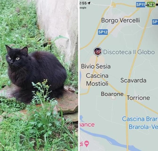Baffi e Code