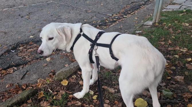 Cagnolina Caresanablot
