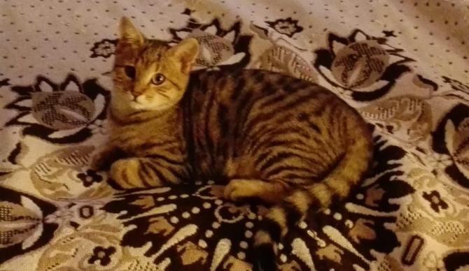 Il gatto Alfredo