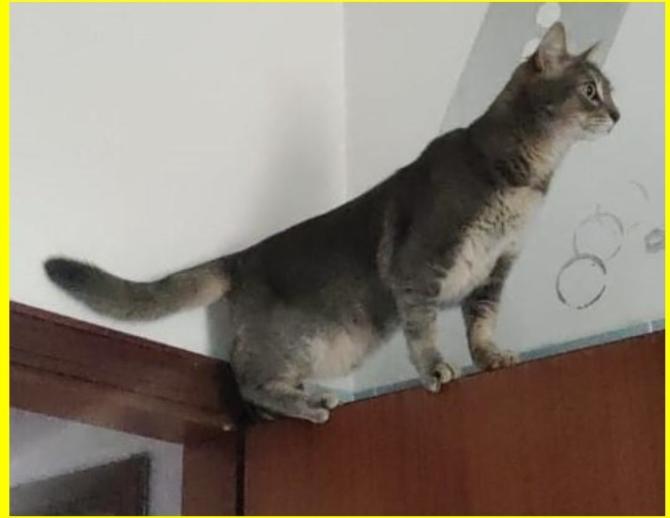 Il gatto Leo