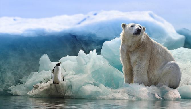 Orso polare a rischio: sempre meno cibo