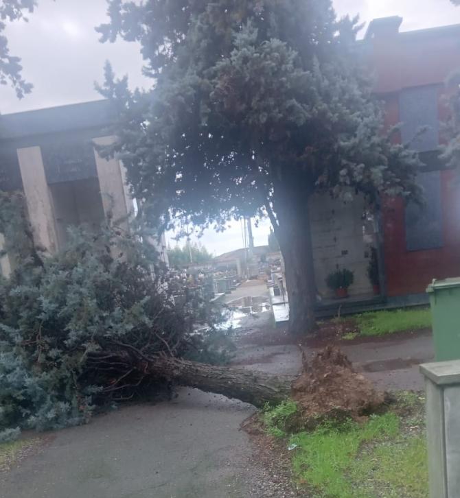 Albero caduto Billiemme