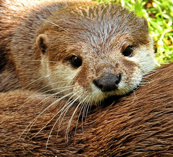 La lontra è tornata in Centroitalia e sulle Alpi