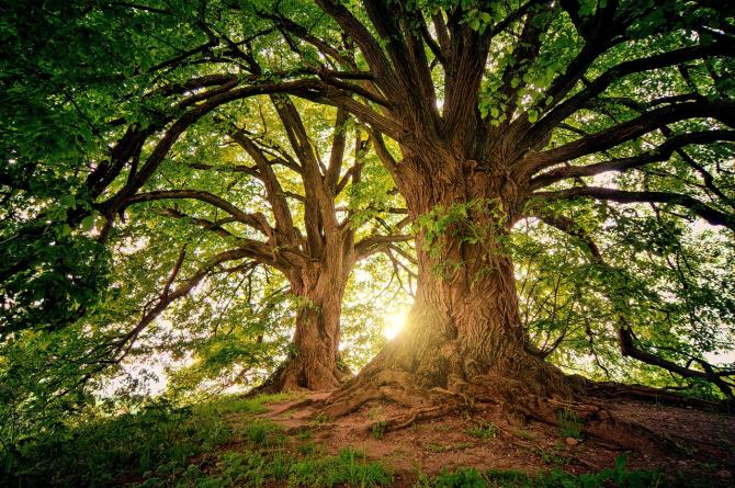 Giovedì 21 marzo:  Giornata internazionale delle foreste