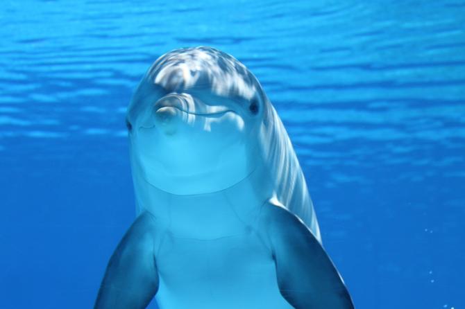 Life Delfi: il progetto per salvare i delfini