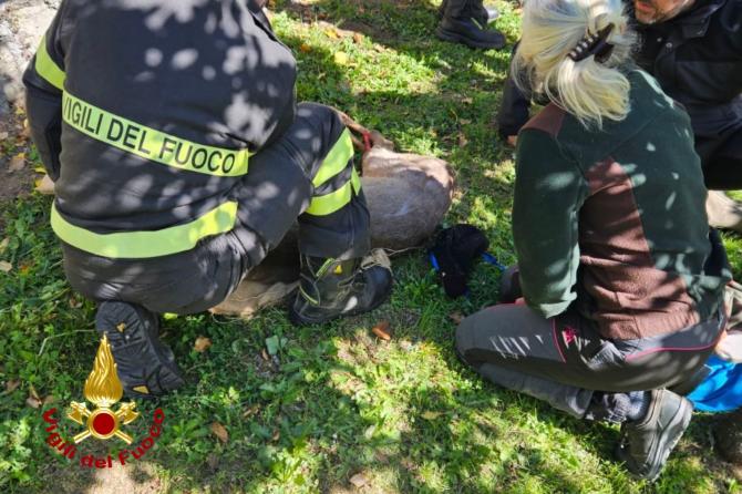 I Vigili del fuoco salvano un capriolo