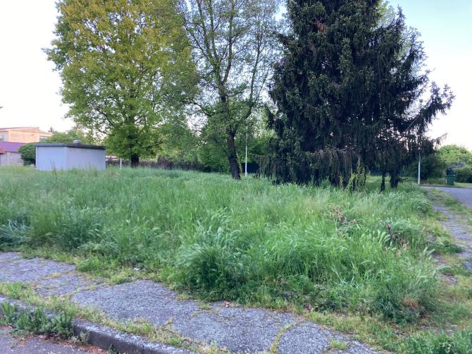Vercelli: "Sembra di camminare in una giungla" 