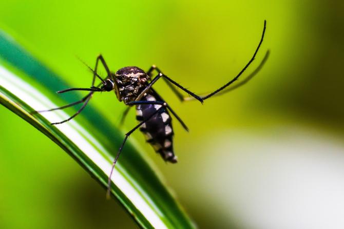 La Giornata mondiale della malaria si celebra il 25 aprile