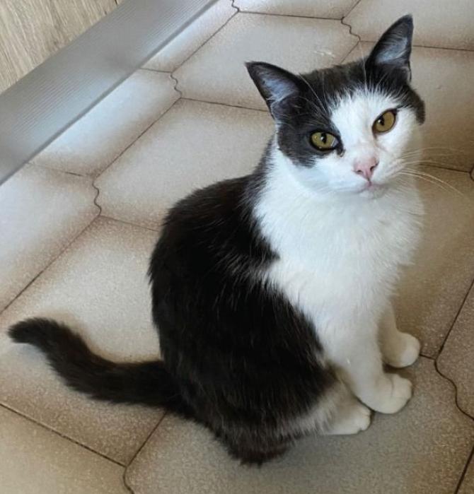 gatto smarrito