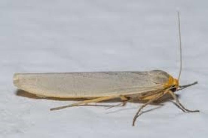 Eilema caniola