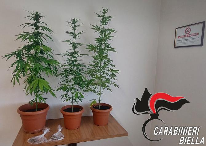 Semina marijuana sul balcone di casa