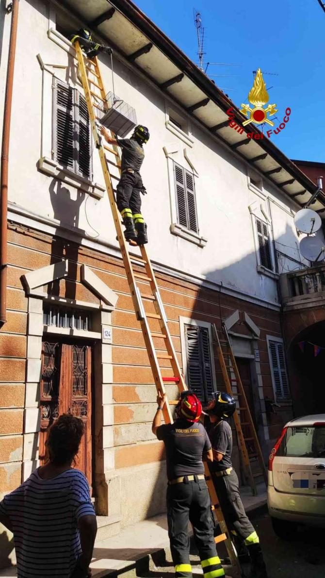 Vigili del fuoco salvano un animale