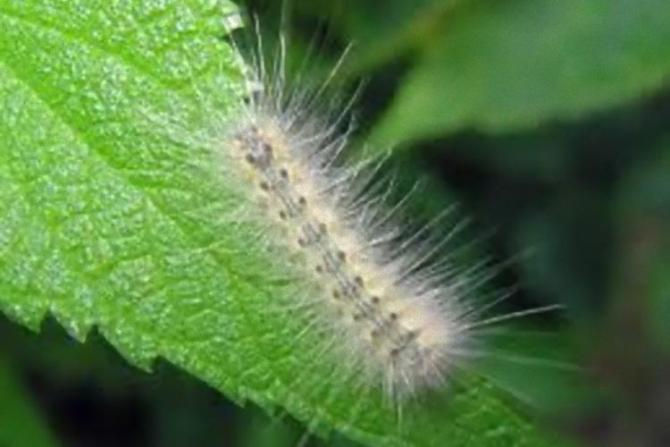 Hyphantria cunea