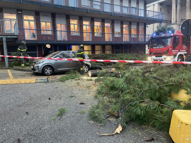 Crolla un albero all’ Ospedale Maggiore di Novara