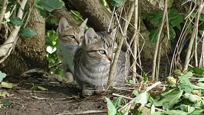 Campagna rifugio gatti Caresana