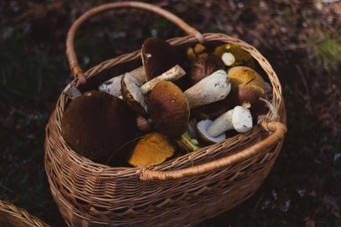 funghi