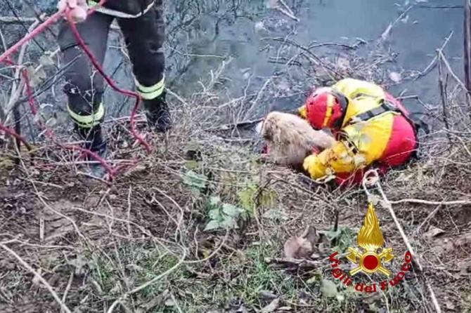 Recupero cane Pizzarosto vigili del fuoco