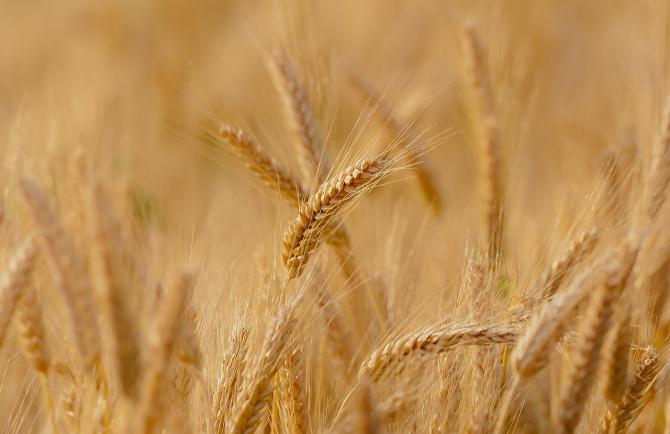 Grano